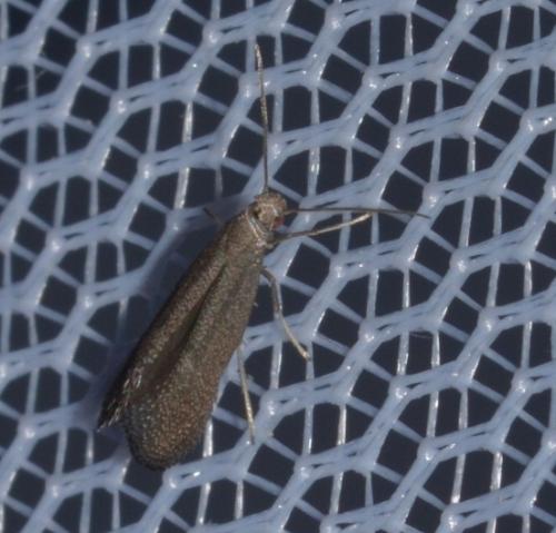 Réf. 231 990 : Tinagma ocnerostomella